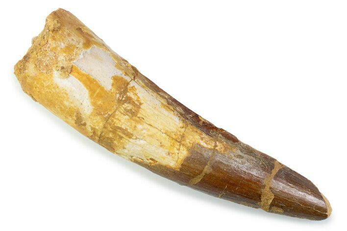 Fossil Spinosaurus Tooth - Real Dinosaur Tooth #373945